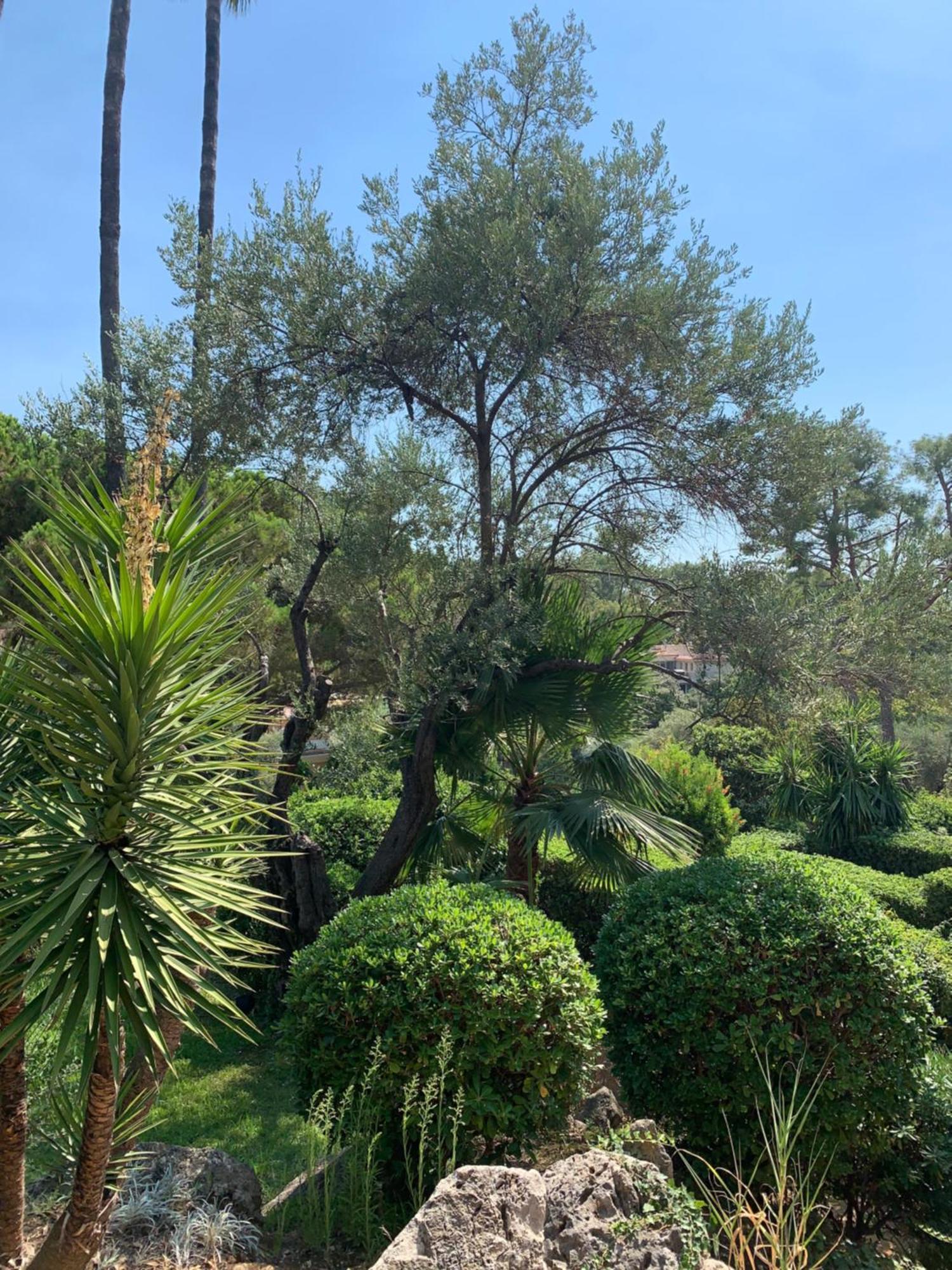 French Riviera Apartment With Swimming Pool And Free Parking Near Monaco Roquebrune-Cap-Martin Exteriör bild
